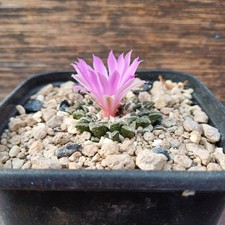 Ariocarpus kotschoubeyanus own roots