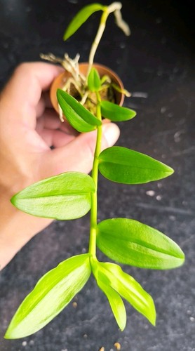 Dendrobium anosmum philippines - anosmum,