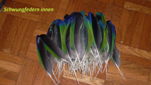 Papageienfeder papagei feder - papageienfeder, 5
