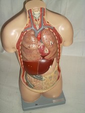 alter SOMSO Torso Anatomie Gips Lehrmodell menschlicher Körper  Modell 74