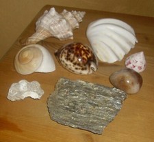 Muschel, Schnecke und Steine