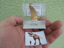 Afrikanischer rex - afrikanischer, t-rex