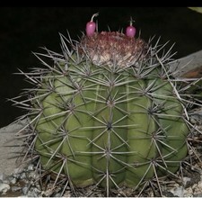 Melocactus bahiensis 50 - melocactus,