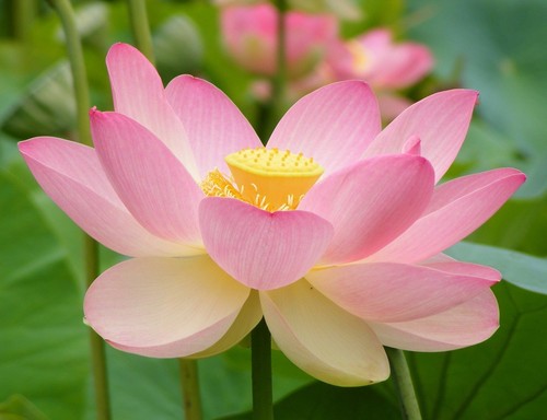 Samen lotus blüte i - samen, i!