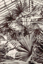 Postkarte Potsdam, Palmenhaus