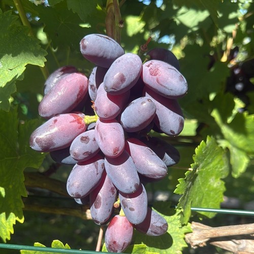 Pilzfeste weintraube weinrebe - ,