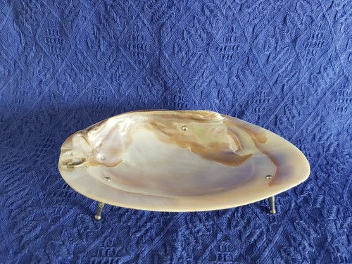 Dekomuschel riesenmuschel - dekomuschel,