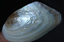 Schöne große 'White Mother