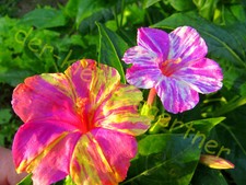 Wunderblume mirabilis mix mit - wunderblume,