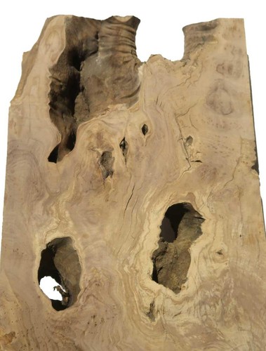 Oliven wurzelholz holz für - 1x,