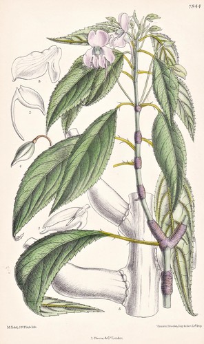 Impatiens cuspidata india - impatiens,