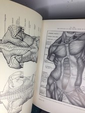 anatomy for artists eugene