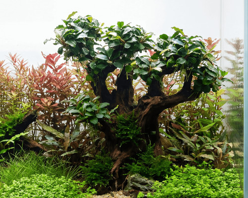 Natureholic stone bonsai - stone,