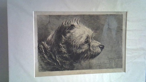 Scotch terrier original - terrier.,