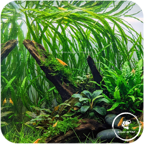 Cryptocoryne balansae