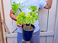 Aeonium Comerense Succulent