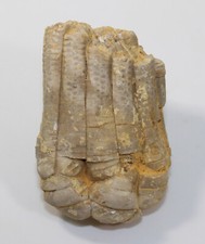 Crinoide, Encrinus liliiformis, Trias, Muschelkalk, Bad Driburg, BRD -c604