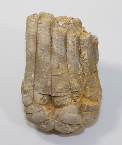 Crinoide encrinus - crinoide,,