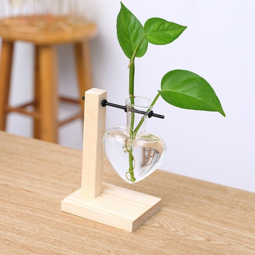 Bonsai hydroponic - bonsai,