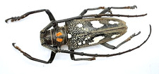 Cerambycidae, Batocera