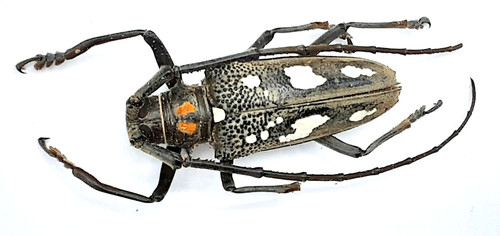 Cerambycidae batocera - cerambycidae,,
