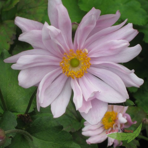 Herbstanemone loreley zartrosa - herbstanemone,