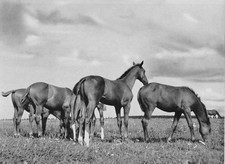 Trakehnen einjährige pferde - trakehnen-,