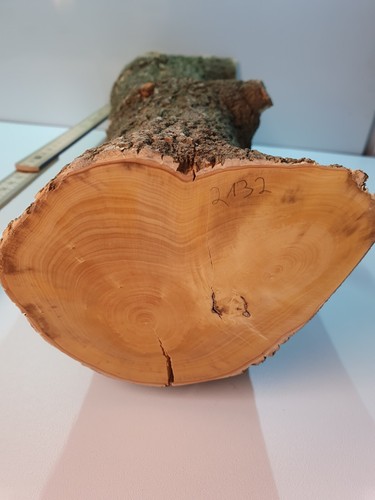 Stamm drechselholz buchsbaum - stamm,