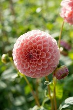 1 - Linda's Baby Ball Dahlia