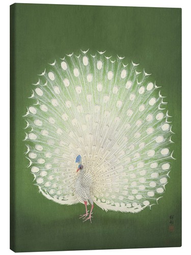 Leinwandbild weißer pfau - pfau,
