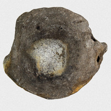 Fossil Walfisch Wirbel Neogen