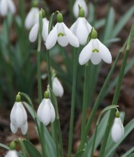 Galanthus 'S. Arnott' DAS