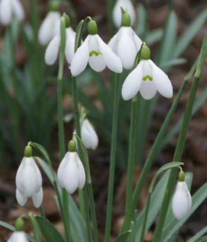 Galanthus arnott das - galanthus,