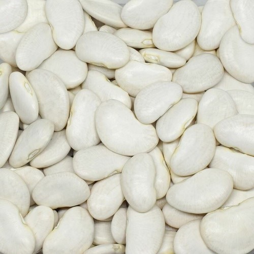 Jumbo bohnensamen - jumbo,