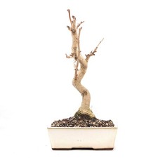 BONSAI 'Ginkgo biloba'