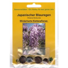 Bonsai - 4 Samen Wisteria floribunda - Japanischer Blauregen 90106