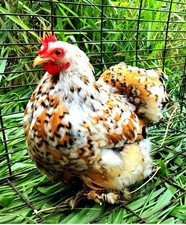 6x Bruteier Sensation