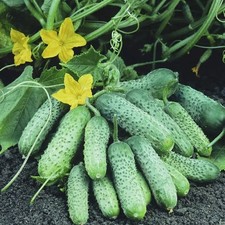 Gurkensamen Passalmo F1