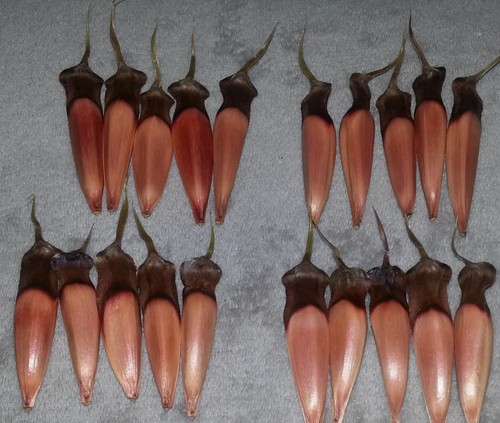 Samen von der araucaria syn - von,