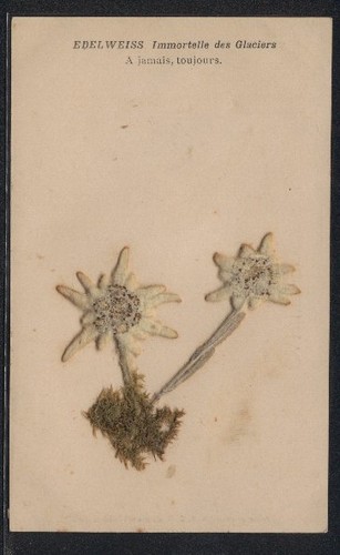 Trockenblumen edelweiss - trockenblumen-ak,