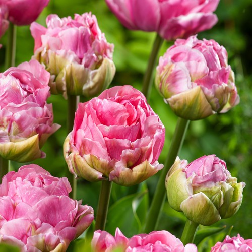 Tulpen blumenzwiebeln zwiebeln - tulpen,