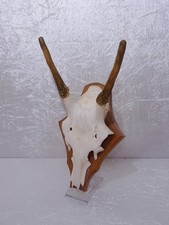C7qxZd - Hirsch Geweih Gehörn