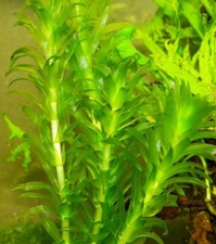 Aquarium Pflanze 🌿