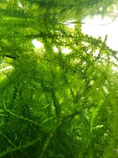 Javamoos Moos Aquarium Pflanze Garnelen Versteck Höle Deko