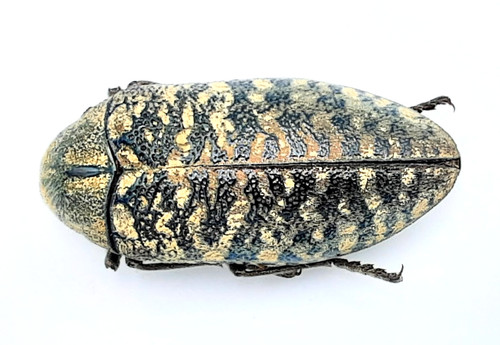 Buprestidae julodis - buprestidae,,