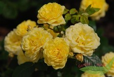 Yellow Meilove ® gefüllte