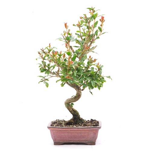 Bonsai granatapfel punica - granatapfel, 'punica