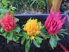 100 Samen Federbusch Celosien - Celosia plumosa cristata