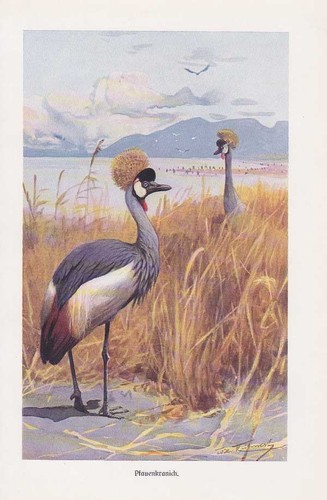 Pfauenkranich kranich grus - pfauenkranich,