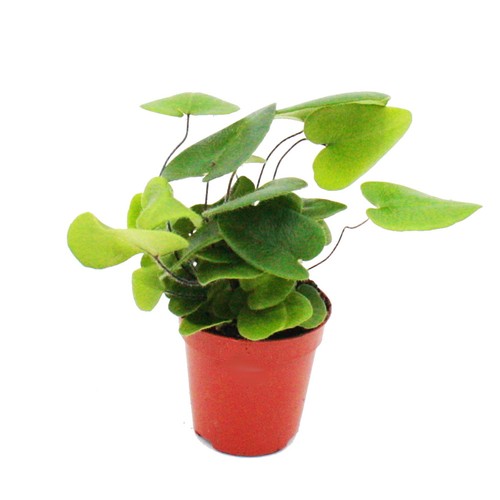 Mini pflanze hemionitis - -,